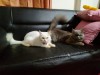 pure Persian male and female cat